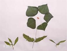 做树叶画动作的词